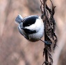 Picture of a Chickadee