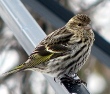 picture of a Pine Siskin