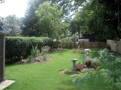 Garden, August 2008