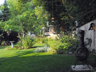 Garden, August 2009